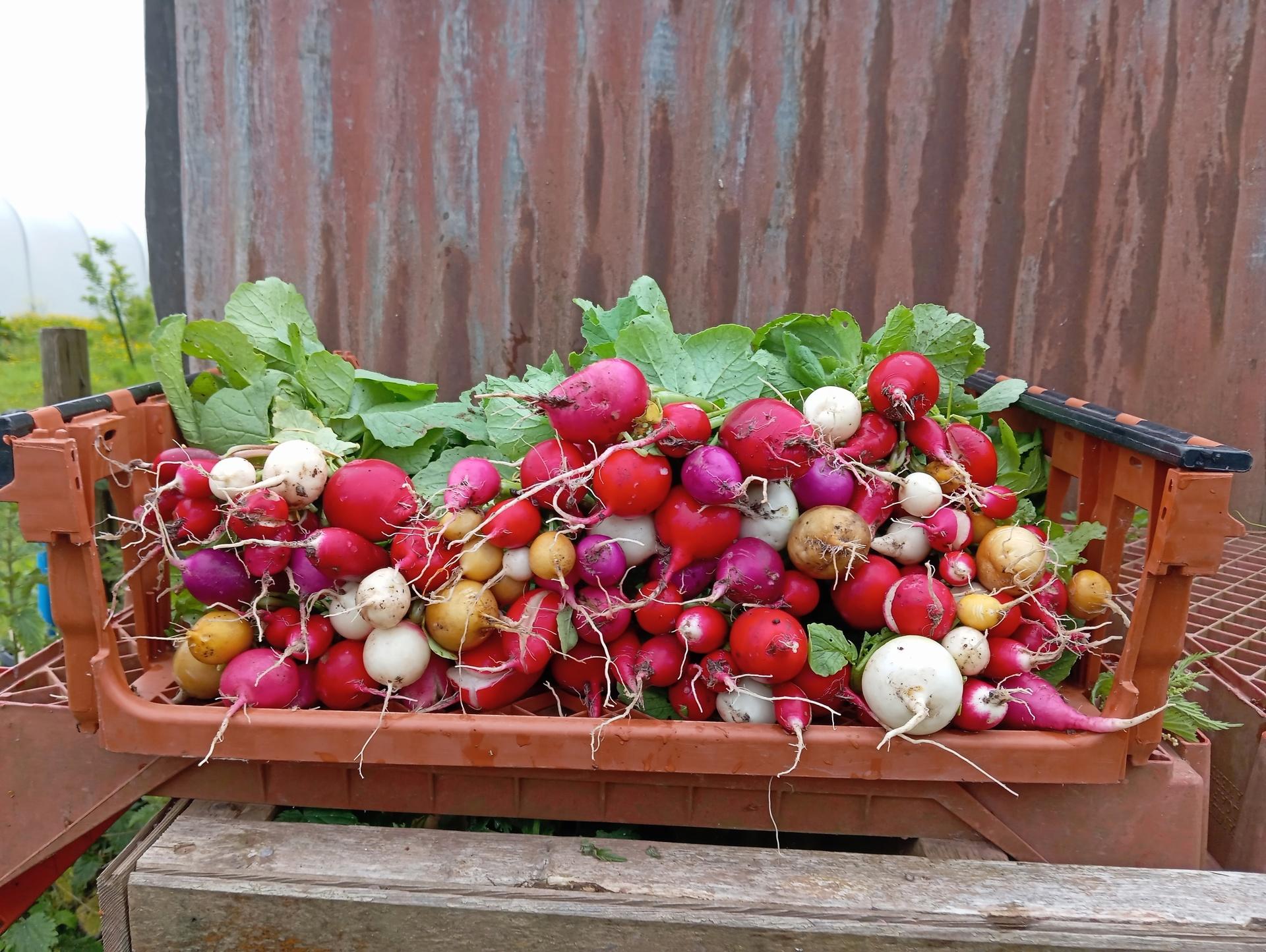 Underwood Farm