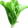 Mustard Green