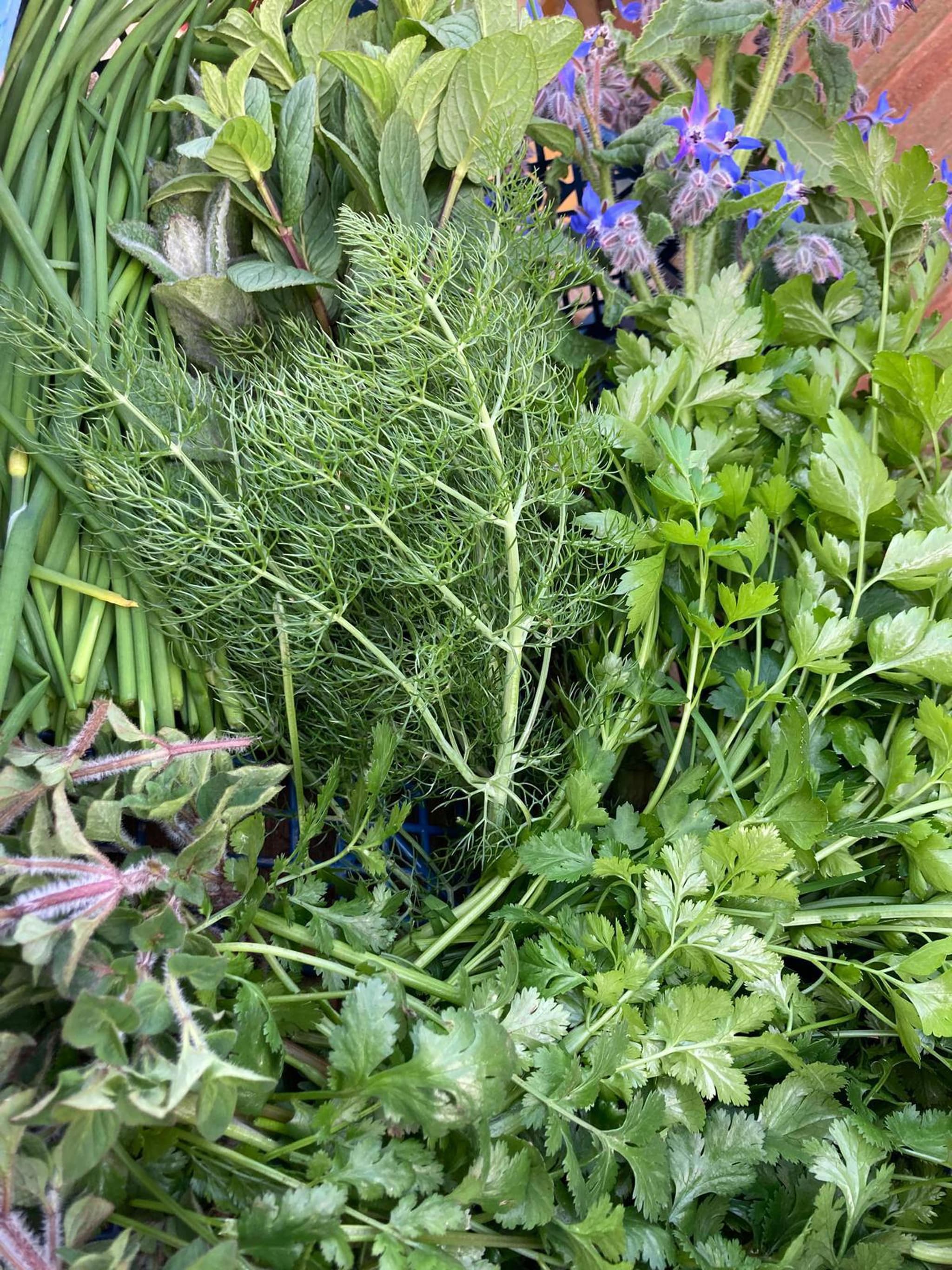 Salad & Herbs