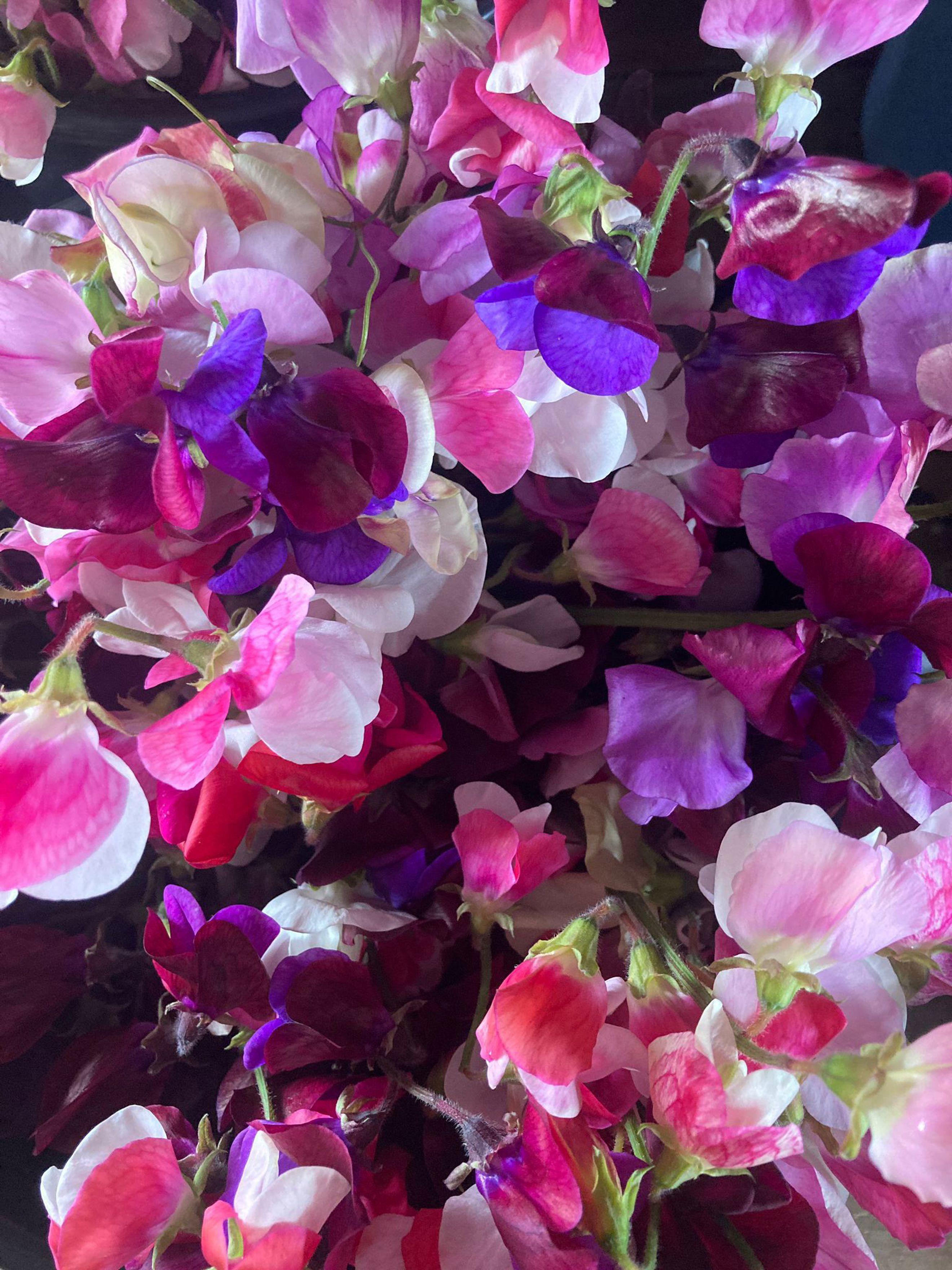 Sweet Peas