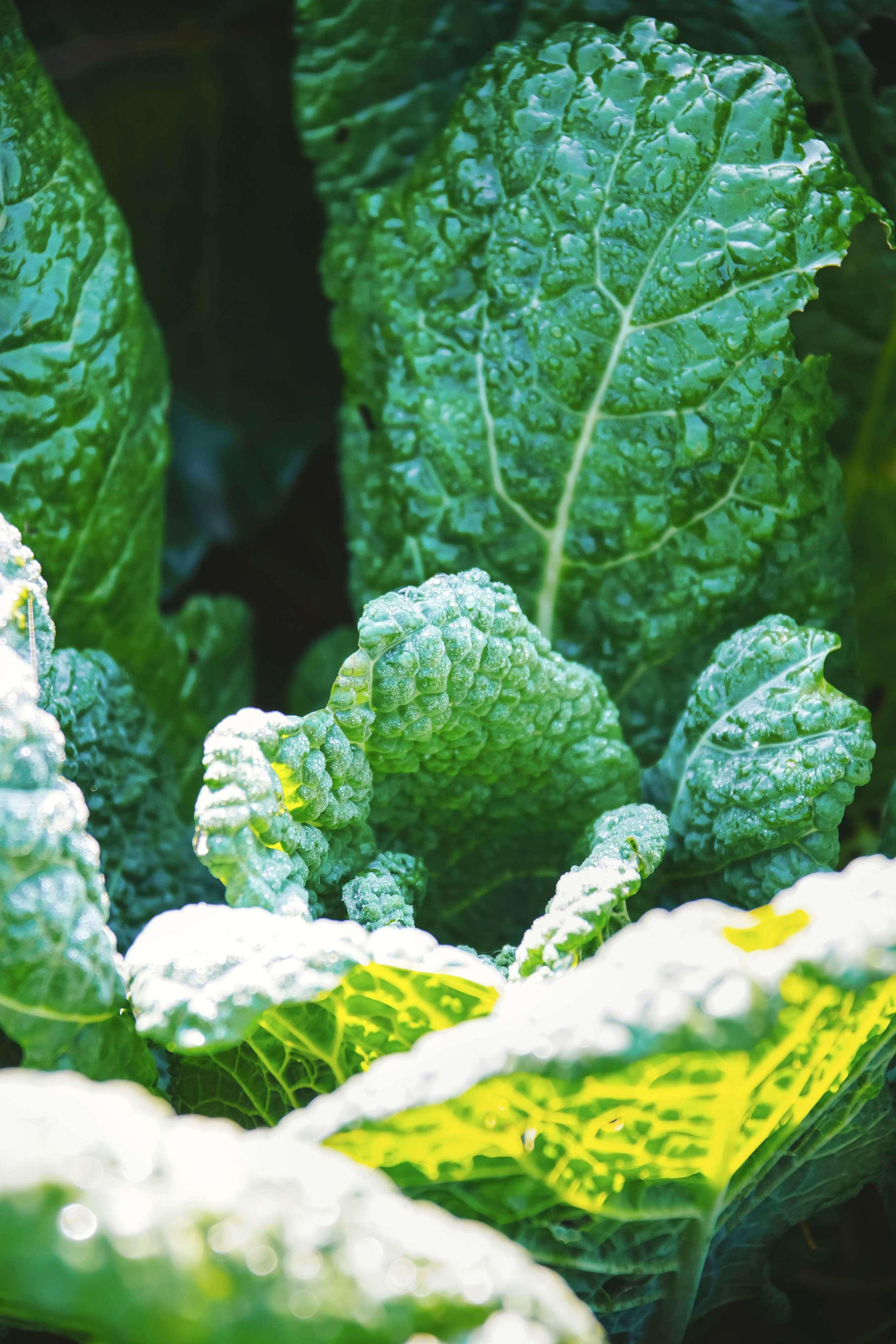 Seasonal Greens box