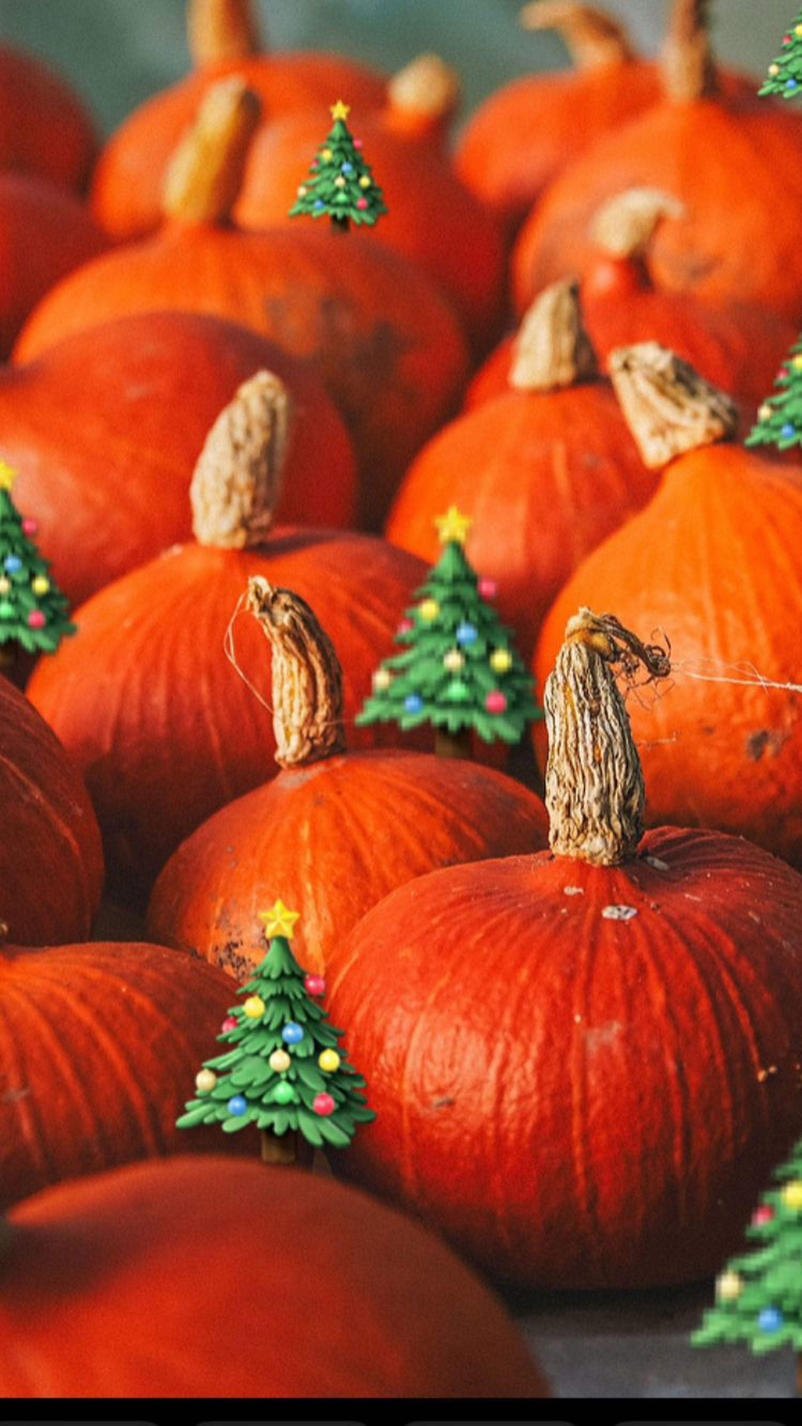 Christmas veg box - Large