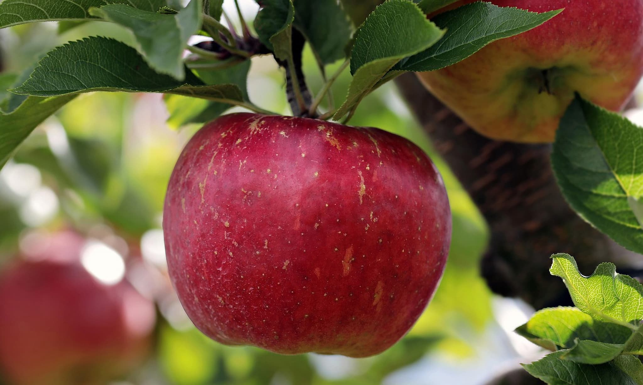 Large fruit box